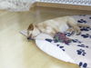 Labrador Retriever Foto: Ich bin ja soooo müde... (ID 25920) Labrador Retriever Hund