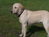 Labrador Retriever Foto: Bruno hat gebadet (ID 31985) Labrador Retriever Hund