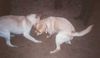 Labrador Retriever Hund