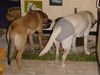 Labrador Retriever Hund