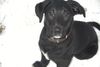 Labrador Retriever Hund
