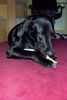 Labrador Retriever Hund
