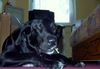 Labrador Retriever Hund