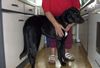 Labrador Retriever Hund