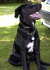 Labrador Retriever Hund