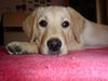 Labrador Retriever Foto: Romy (ID 22937) Labrador Retriever Hund