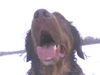 Labrador Retriever Foto: GÄÄÄÄÄÄÄÄHHHHHNNNNNNN (ID 27958) Labrador Retriever Hund