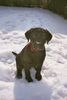 Labrador Retriever Foto: Rocco im Schnee (ID 29479) Labrador Retriever Hund