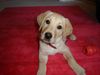 Labrador Retriever Foto: Romy (ID 22934) Labrador Retriever Hund