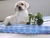 Labrador Retriever Hund