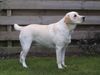 Labrador Retriever Hund
