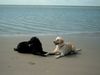 Labrador Retriever Foto: Rusty 5 Jahre (ID 6352) Labrador Retriever Hund