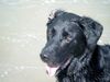Labrador Retriever Foto: Rusty 5 Jahre (ID 6353) Labrador Retriever Hund