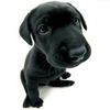 Labrador Retriever Foto: Elli-Pirelli (ID 8535) Labrador Retriever Hund