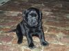 Labrador Retriever Foto: Hallo!! Ich bin SAM!! (ID 10812) Labrador Retriever Hund