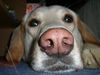 Labrador Retriever Foto: Sam Close-Up (ID 40588) Labrador Retriever Hund