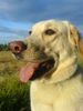 Labrador Retriever Foto: Sam im Feld (ID 40586) Labrador Retriever Hund