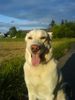 Labrador Retriever Foto: Sam im Feld2 (ID 40587) Labrador Retriever Hund