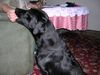Labrador Retriever Hund