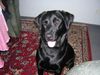 Labrador Retriever Foto (ID 17075) Labrador Retriever Hund