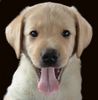 Labrador Retriever Foto: Das ist Sam mit ca10 wochen (ID 6082) Labrador Retriever Hund