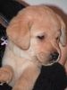 Labrador Retriever Foto: Das ist Sam mit ca 6 wochen (ID 6080) Labrador Retriever Hund