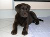 Labrador Retriever Foto: Sam (10 Wochen) (ID 20383) Labrador Retriever Hund