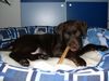 Labrador Retriever Foto: schmatz schmatz!!!! (ID 20958) Labrador Retriever Hund