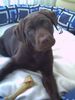 Labrador Retriever Foto: wer bist du denn? (ID 20959) Labrador Retriever Hund
