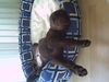 Labrador Retriever Foto: Schweres kleines Hundeleben! (ID 20528) Labrador Retriever Hund
