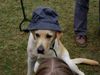 Labrador Retriever Foto: man muss für jedes Wetter gerüstet sein *g* (ID 6083) Labrador Retriever Hund