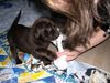 Labrador Retriever Hund
