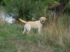 Labrador Retriever Foto: Das ist Sam mit ca 9 monaten beim Spaziergang (ID 6081) Labrador Retriever Hund