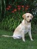 Labrador Retriever Foto: Das ist Sam mit ca 8 monaten (ID 6079) Labrador Retriever Hund