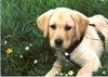 Labrador Retriever Hund