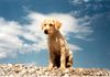 Labrador Retriever Hund