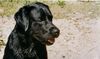 Labrador Retriever Hund