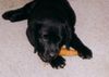 Labrador Retriever Hund
