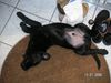 Labrador Retriever Foto: Rocco: schlafen, egal wie! (ID 29480) Labrador Retriever Hund