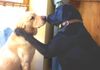 Labrador Retriever Foto: Benny u. Iley (ID 16933) Labrador Retriever Hund