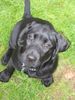 Labrador Retriever Hund