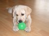 Labrador Retriever Foto: Boo 12 Wochen alt (ID 30654) Labrador Retriever Hund