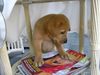 Labrador Retriever Foto: Simba kann schon lesen (ID 14623) Labrador Retriever Hund