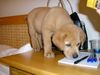Labrador Retriever Foto: Simba kann auch schreiben (ID 14624) Labrador Retriever Hund