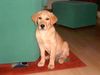 Labrador Retriever Hund