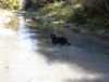 Labrador Retriever Foto: Unser Wassernarr (ID 5829) Labrador Retriever Hund