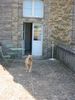 Labrador Retriever Hund