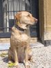 Labrador Retriever Foto: Ladyblue als Schlossherrin (ID 11893) Labrador Retriever Hund