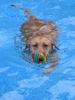 Labrador Retriever Foto: Ladyblue im Pool (ID 11894) Labrador Retriever Hund