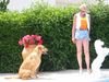 Labrador Retriever Foto: Spiel mit mir! (ID 11897) Labrador Retriever Hund
